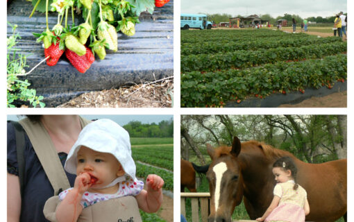 Strawberry Picking at Sweet Berry Farm