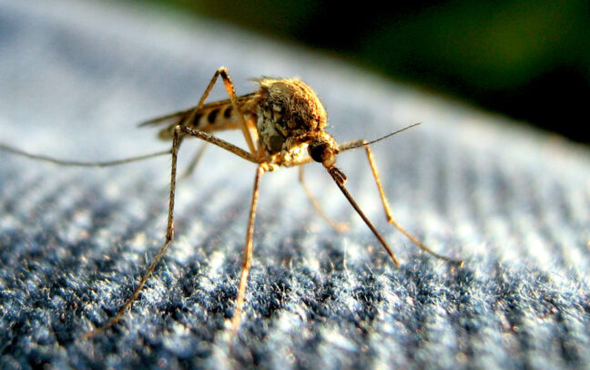 A mosquito. Photo: Flickr user Tom, creative commons licensed.
