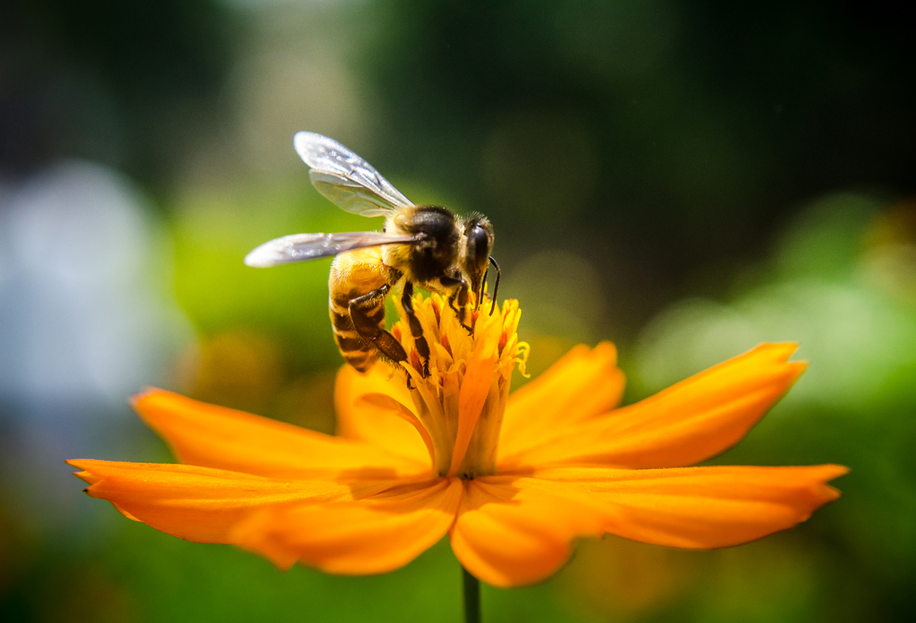 Bee Happy: Why Austin’s ‘Tour De Hives’ Has Locals Buzzing