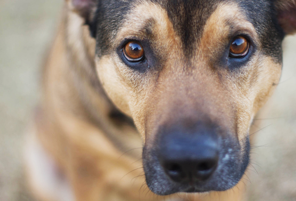 Austin’s ‘No-Kill’ Animal Shelter Policy Comes Under Scrutiny