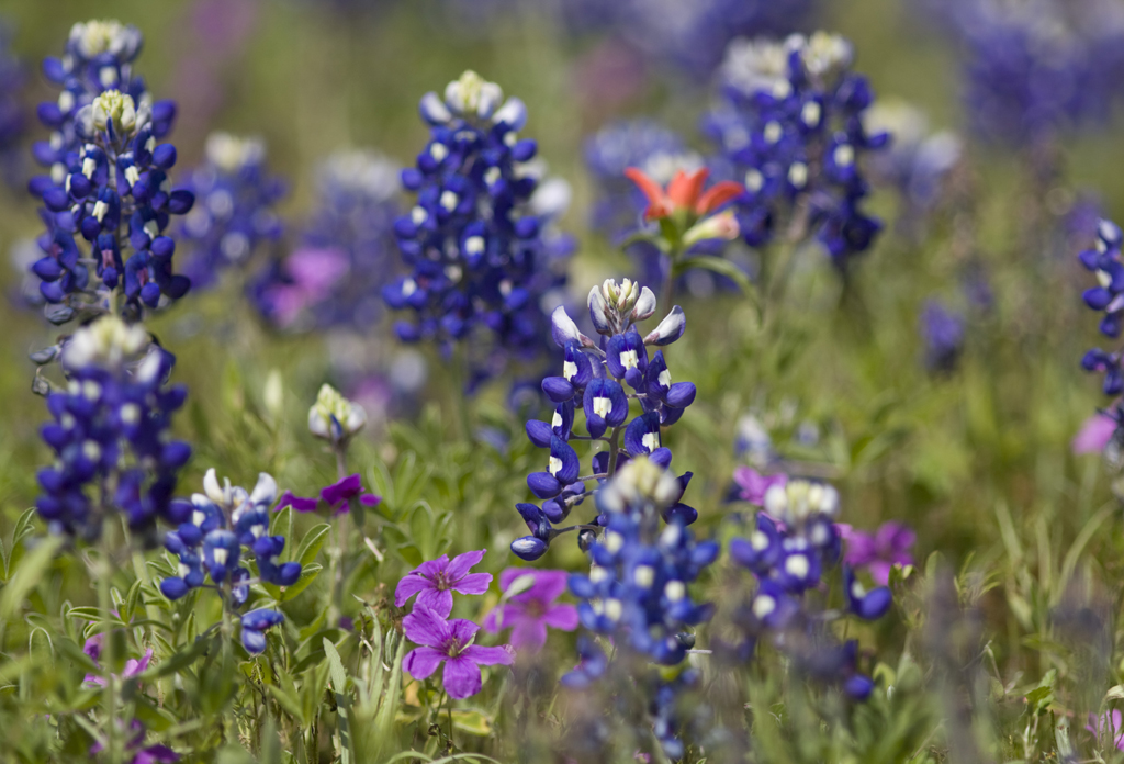 7 Crazy Things You Never Knew About Texas Bluebonnets