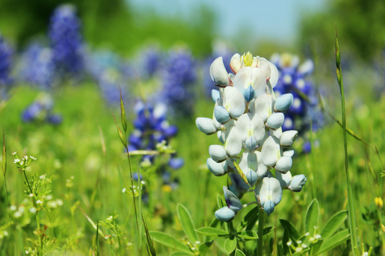 white pink yellow bluebonnet color variations