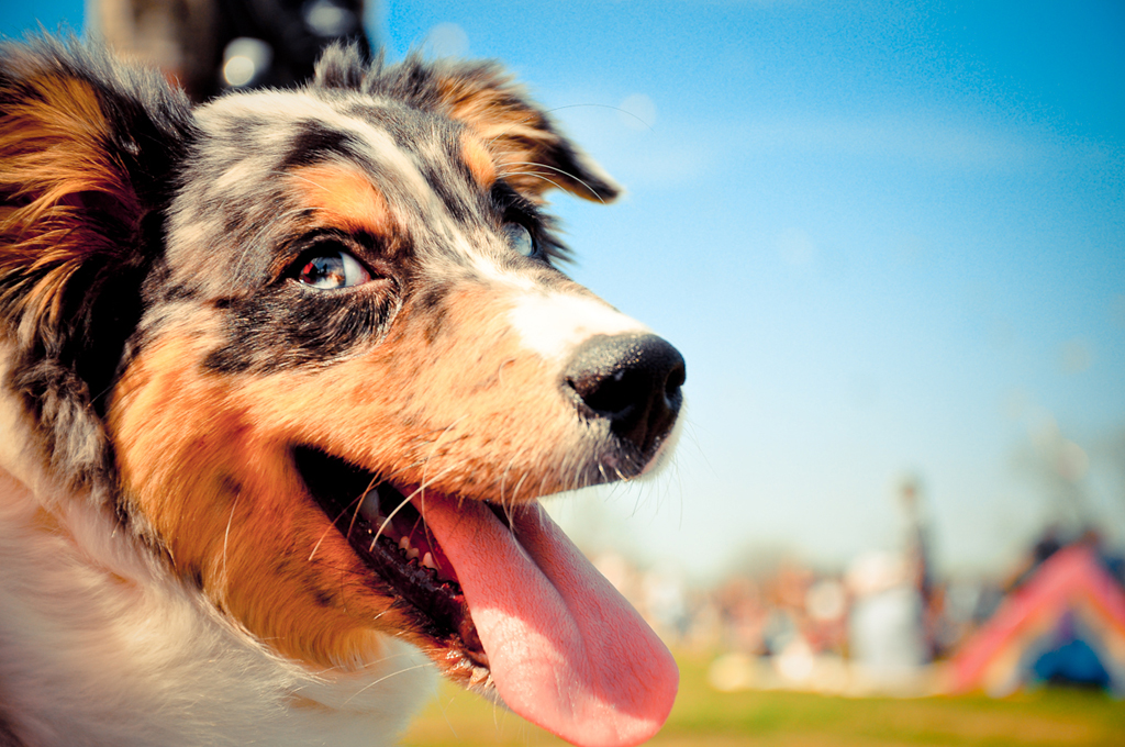  Austin's 'No-Kill' Plan Has Saved Over 30,000 Pets' Lives