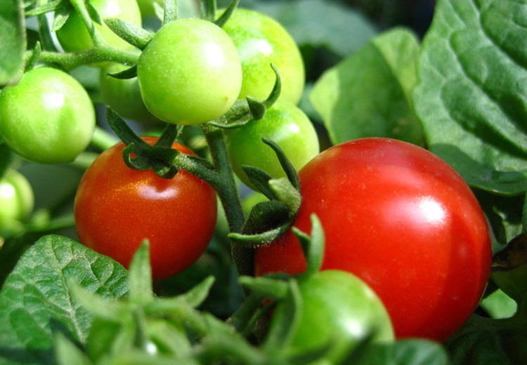 tomato-garden-harvest-plant-community-plot-produce-local-organic-sustainable-2