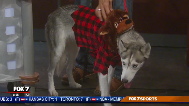 These Halloween costumes for pets are too darn cute