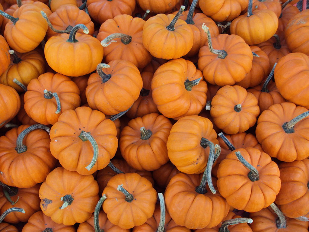 5 Delightful Pumpkin Patches To Explore In Austin