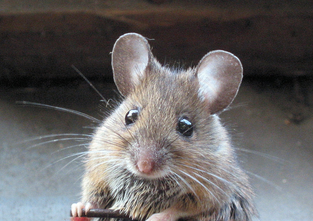 UT Researchers Want To Get Mice Drunk