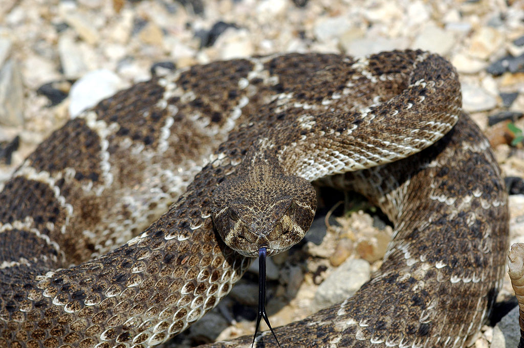 Texas Ag Commissioner Compares Syrian Refugees To Rattlesnakes