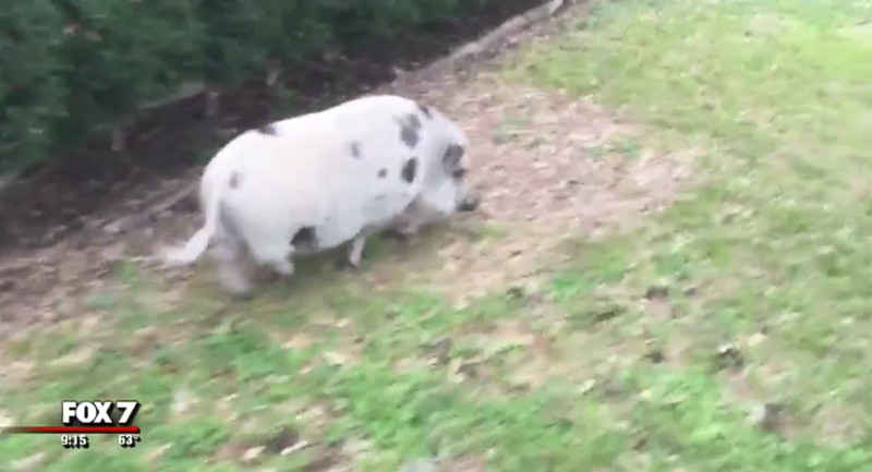 Watch This Rollingwood Police Officer Demand To See A Pig’s ID