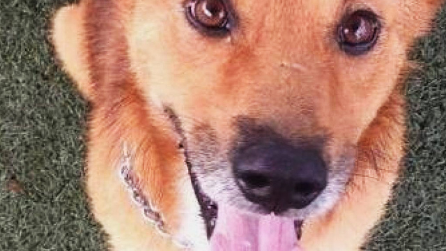 Austin Pets Alive! Regains Custody Of Neville The Dog