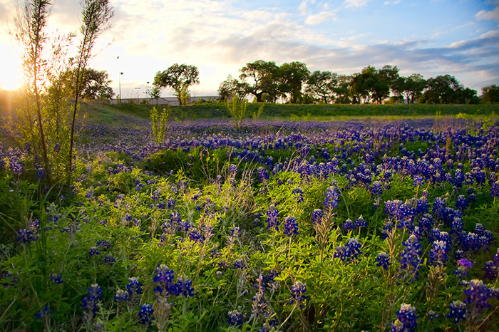 bluebonnet field wildflowers spring pasture beautiful pretty nature green grass leaves