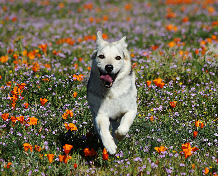 happy dog running sprinting texas wildflowers buttercups violets bluets spring pup
