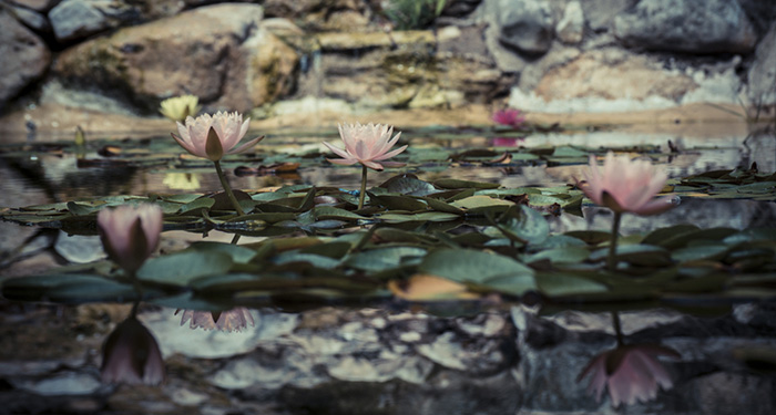 zilker botanical garden lilypads blossom bloom pond
