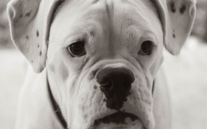 Austin Dog ‘Writes’ Viral Goodbye Letter To Loving Owner