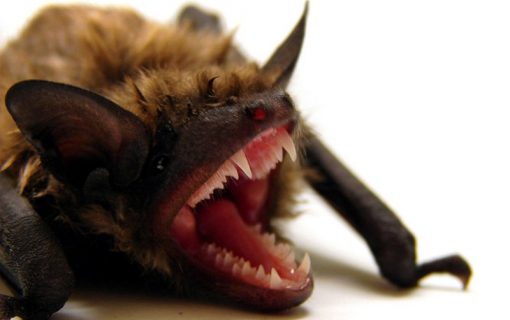 3 Terrifying Local Critters You Might Actually Want In Your Home