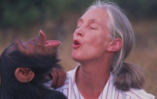 Featured Event: Jane Goodall At The Paramount