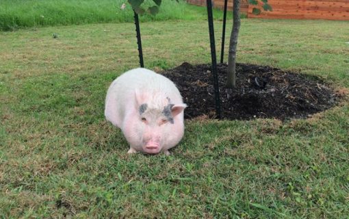Social Media Savvy Austinites Reunite Pet Pig With Owner