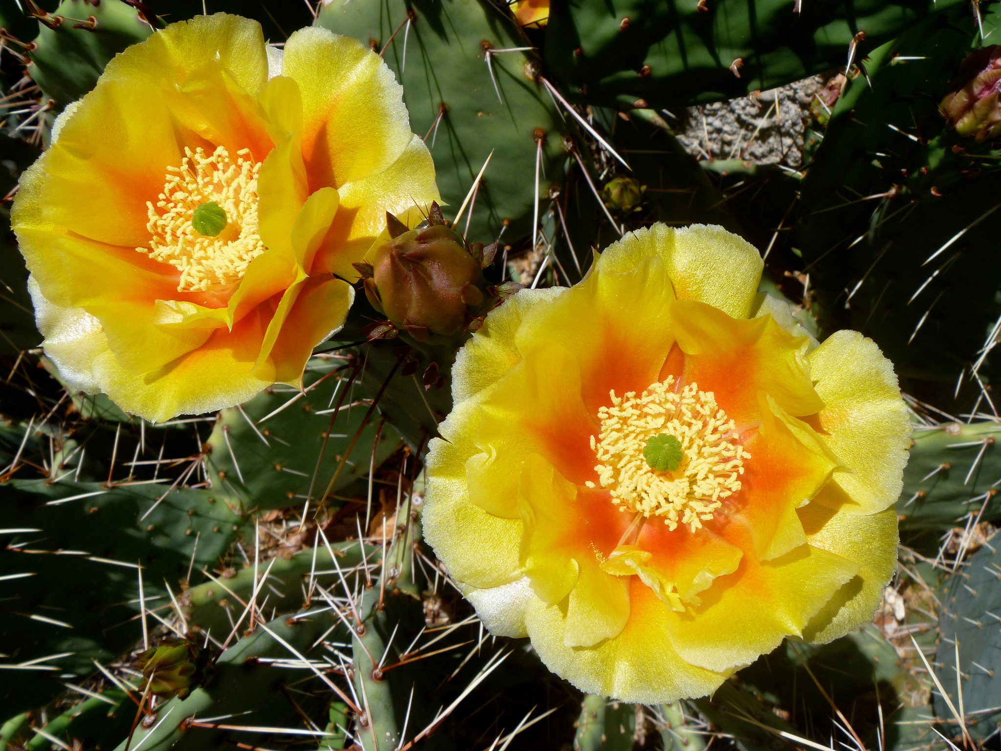 prickly pear cactus flower bloom