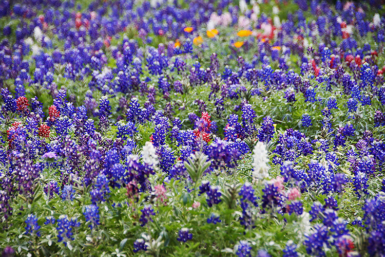 Austin Flowers: 10 Beautiful Texas Blooms You Definitely Need To Know!