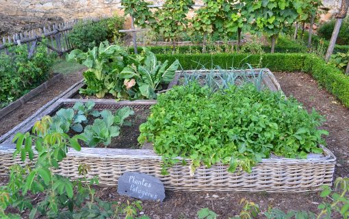 Here’s an Easy Way to Help Save UT’s Student Gardens