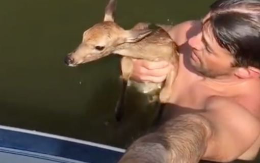 Adorable Alert: Watch As This Austin-Area Dude Saves A Drowning Baby Deer!