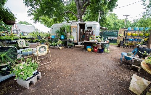 Tillery Street Plant Company On Learning To Appreciate Nature’s Beauty In Austin