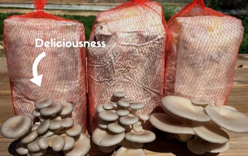 Logro Farms And Jester King Are Growing The Most Amazing Local Mushrooms!