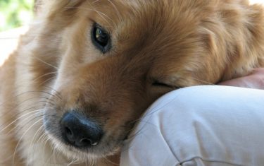 Austin Lost & Found Pets Joins Austin.com: Mending Broken Hearts Together