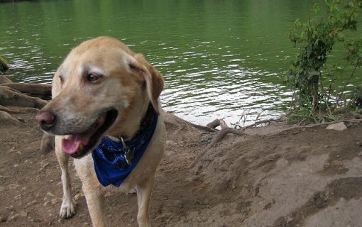 Austin Dogs Agree: Red Bud Isle Is Positively Awesome For Off Leash Fun