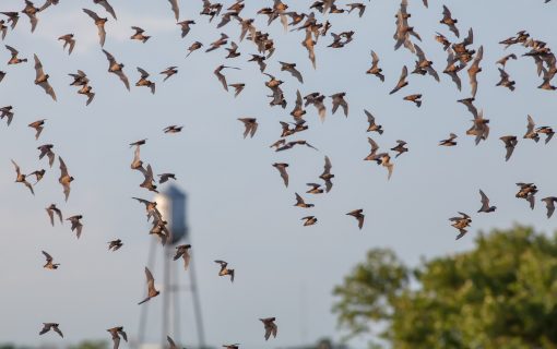 You Won’t Believe How Ridiculously Fast And Far Austin’s Congress Bats Can Fly