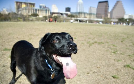 Austin Dogs Can Have A Seriously Good Time In Auditorium Shores’ Off Leash Area
