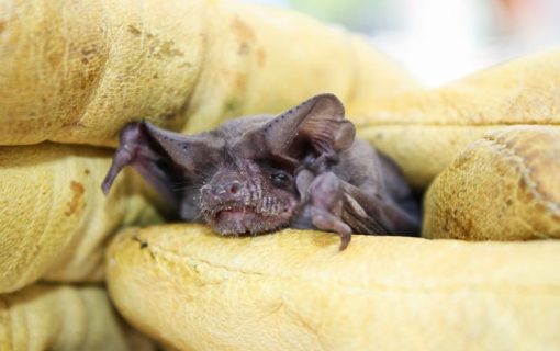 We’re Betting You Didn’t Know Austin’s Bats Are This Cute
