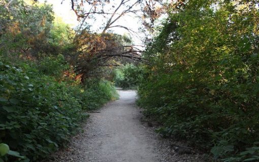 You And Your Dog Should Definitely Explore Shoal Creek Greenbelt Off Leash Together