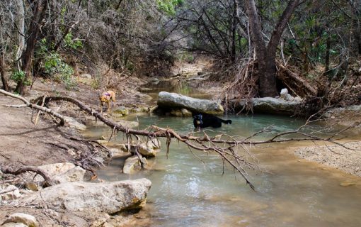 Turkey Creek Is Probably Austin’s Favorite Off Leash Dog Trail