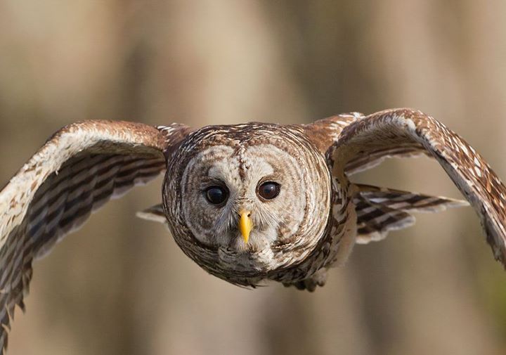 Austin.com Owls of Central Texas