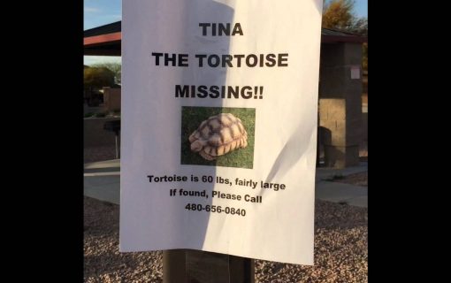 Runaway 60lb. Tortoise Mascot Safely Returned To Gullett Elementary