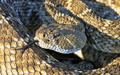 Rattlesnake Sightings Soar In North Austin