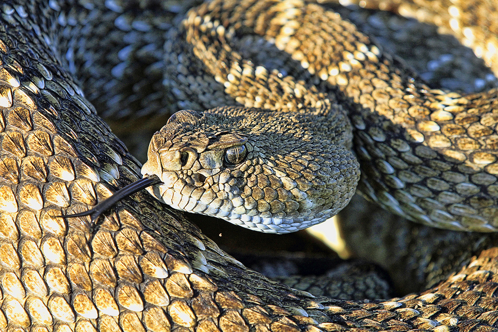 Austin.com Rattlesnake Sightings Soar In North Austin