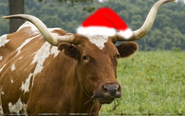 Check Out These Bevo-Approved Holiday Gift Ideas For UT Austin Fans!