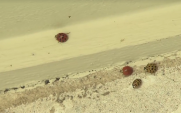 Asian Lady Beetles are Terrorizing Austin — Authorities Want to Help