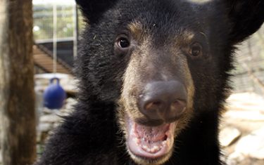 OMG You Can Party With Bears This Weekend At Austin Zoo!