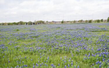 Here’s Where and How to Capture That Perfect Austin Bluebonnet Photo