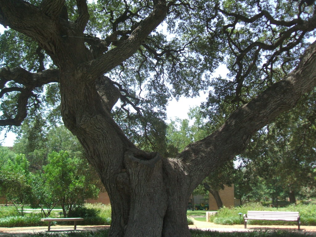 sorin oak tree live st. edward's university