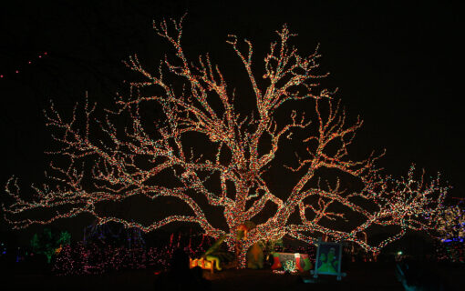 100+ Ways to Celebrate the Holidays in Central Texas
