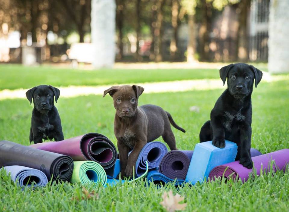 Best pet friends. Puppy Yoga. Yoga with Puppies.
