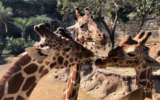 Take a Virtual Field Trip To The San Antonio Zoo