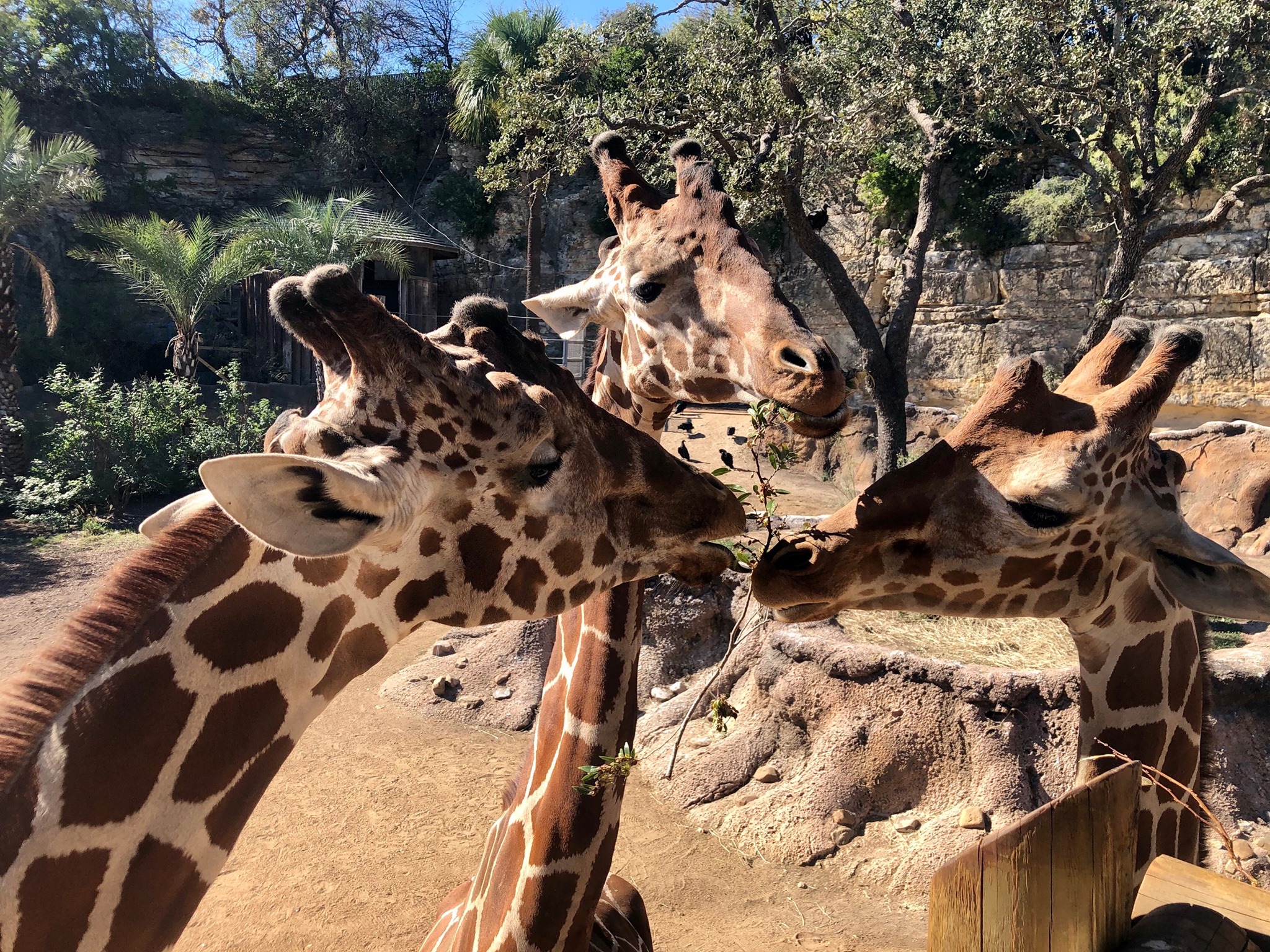 Austin Take A Virtual Field Trip To The San Antonio Zoo Online