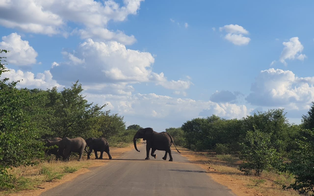 wild animals