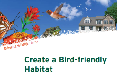 How To Create a Bird-Friendly Backyard in Austin And Beyond