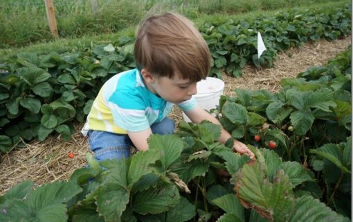 You Can Pick Your Own Fruit At These Local Farms Near Austin